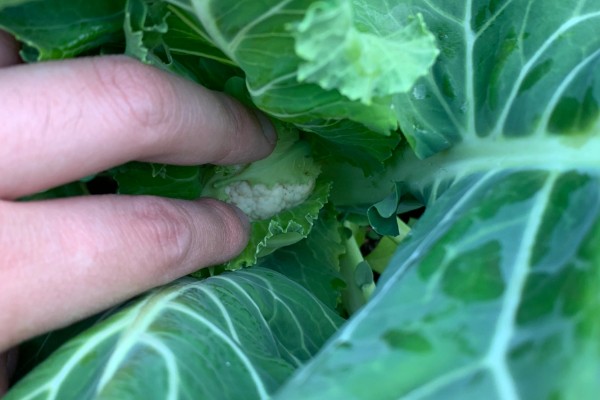 花椰菜的田间管理方法，开花期至膨大期要做好遮盖工作