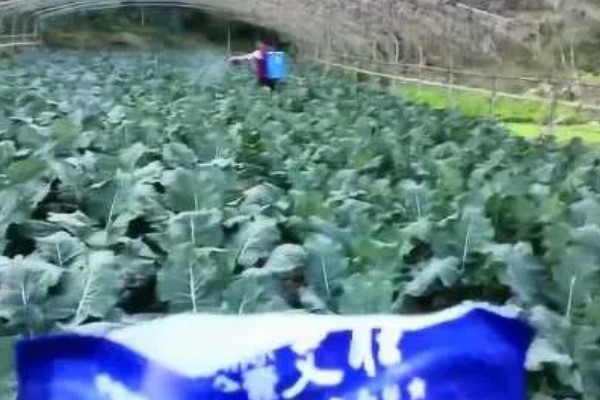 花椰菜的田间管理方法，开花期至膨大期要做好遮盖工作
