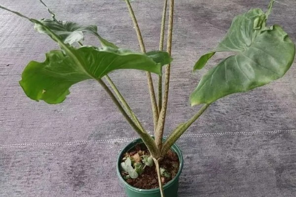 像芋头一样的植物是什么,叫海芋