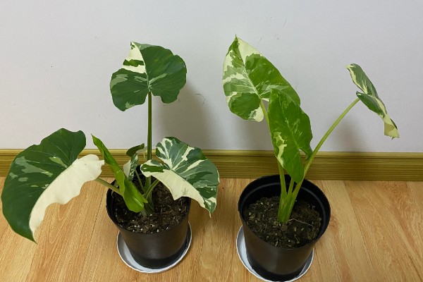 像芋头一样的植物是什么,叫海芋