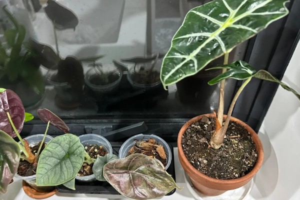 像芋头一样的植物是什么,叫海芋