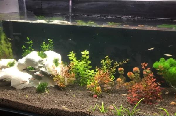 鱼缸里放鹅卵石好不好，放鹅卵石利大于弊