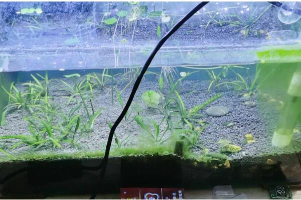 鱼缸里放鹅卵石好不好，放鹅卵石利大于弊