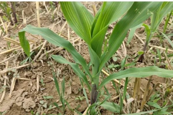 玉米几叶期如何区分,主要依靠叶子数量进行区分