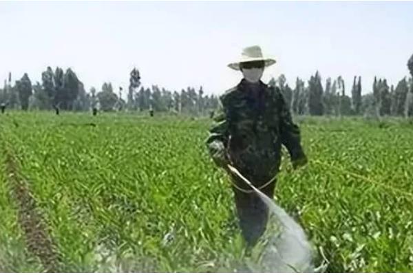 玉米几叶期如何区分,主要依靠叶子数量进行区分