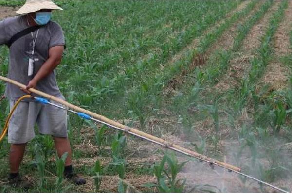 玉米几叶期如何区分,主要依靠叶子数量进行区分