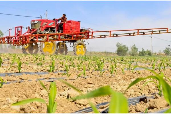 玉米几叶期如何区分,主要依靠叶子数量进行区分