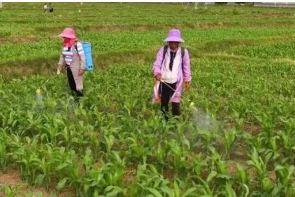 玉米几叶期如何区分,主要依靠叶子数量进行区分