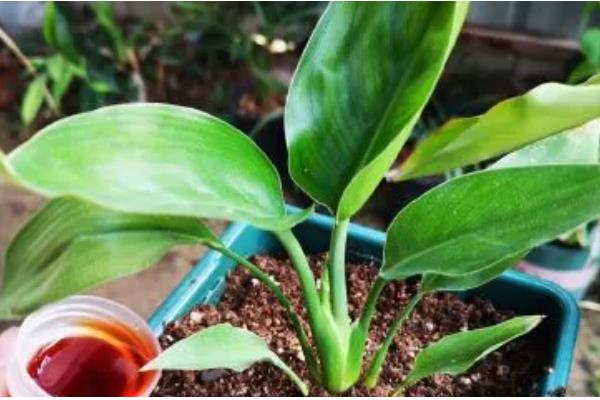 鹤顶兰的养殖方法，养殖过程中需控制好温度