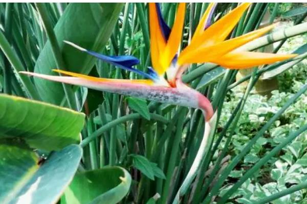 鹤顶兰的养殖方法，养殖过程中需控制好温度