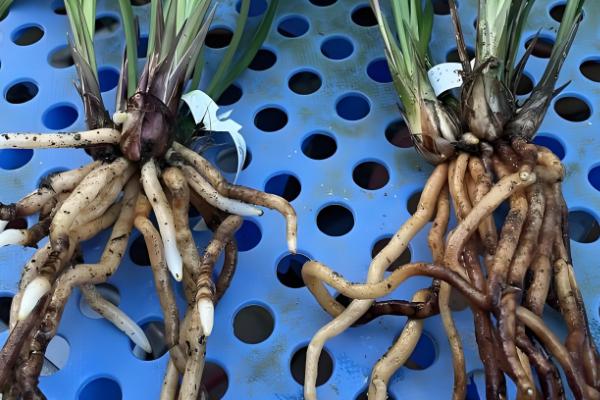 四季香兰的养殖方法，喜温暖、湿润、半阴的环境