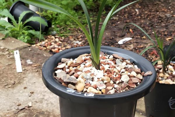 四季香兰的养殖方法，喜温暖、湿润、半阴的环境