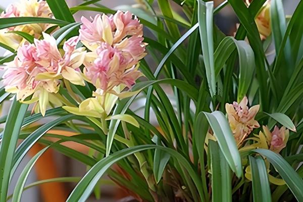 四季香兰的养殖方法，喜温暖、湿润、半阴的环境