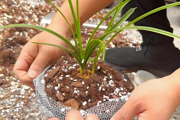 四季香兰的养殖方法，喜温暖、湿润、半阴的环境