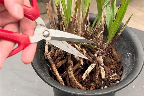 烂根的处理方法，及时将烂根剪掉