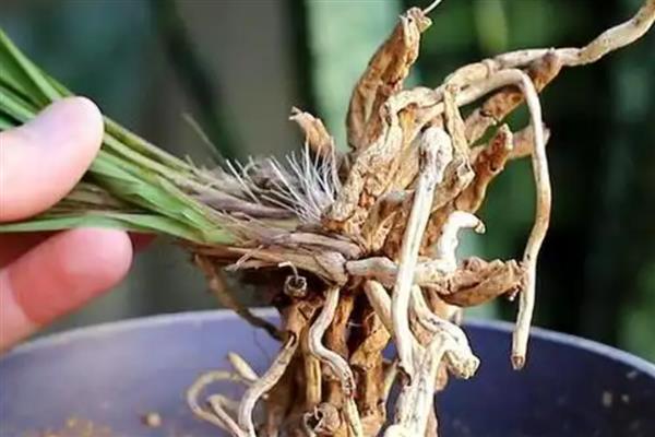 烂根的处理方法，及时将烂根剪掉