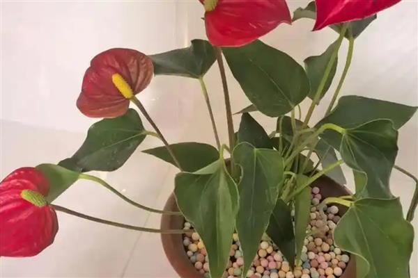 为什么红掌叶子垂下来了，可能是严重脱水所致