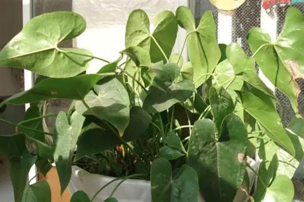 为什么红掌叶子垂下来了，可能是严重脱水所致
