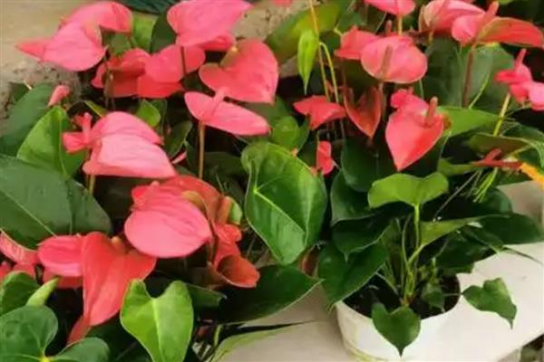 为什么红掌叶子垂下来了，可能是严重脱水所致