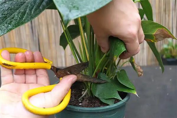 为什么红掌叶子垂下来了，可能是严重脱水所致