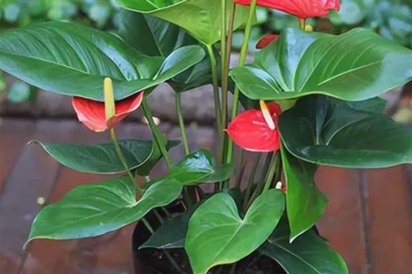 为什么红掌叶子垂下来了，可能是严重脱水所致