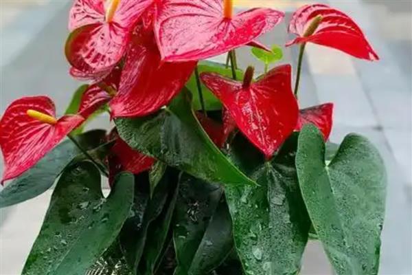 为什么红掌叶子垂下来了，可能是严重脱水所致