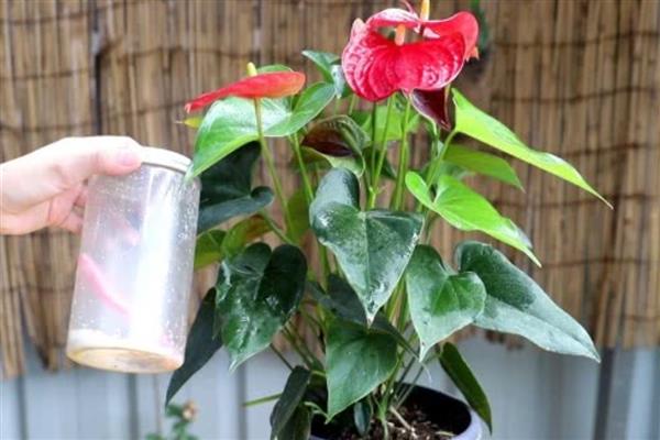 为什么红掌叶子垂下来了，可能是严重脱水所致