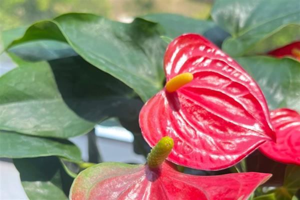 为什么红掌叶子垂下来了，可能是严重脱水所致