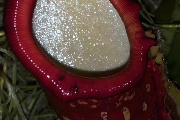 巨型猪笼草简介,为陆生草本或藤本植物