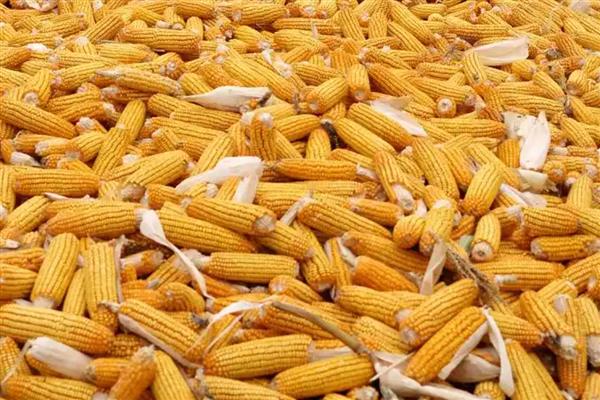 中航611玉米种的简介，夏播生育期为103天左右