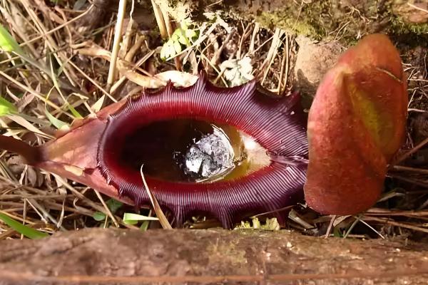 巨型猪笼草简介,为陆生草本或藤本植物