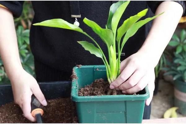 鹤顶兰的养殖方法，养殖过程中需控制好温度