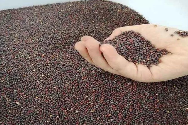 大白菜苗期的管理技术，播种后一定要保持田间湿润