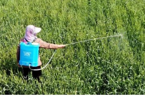 高效氟吡甲禾灵的使用范围,可有效防除芦苇、白茅、狗牙根等