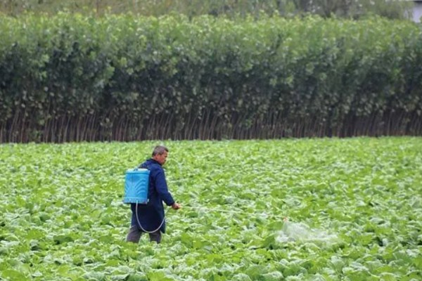 大白菜苗期的管理技术，播种后一定要保持田间湿润