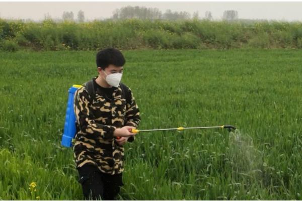 高效氟吡甲禾灵的使用范围,可有效防除芦苇、白茅、狗牙根等