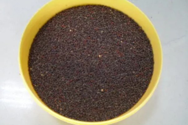 大白菜苗期的管理技术，播种后一定要保持田间湿润