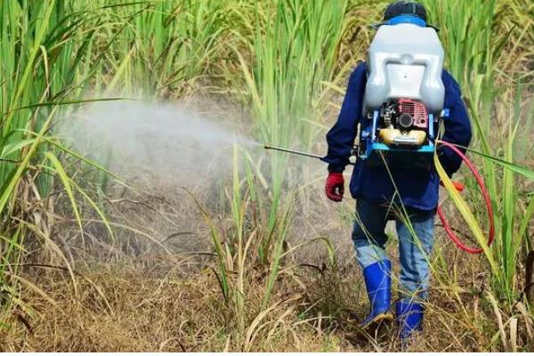 高效氟吡甲禾灵的使用范围,可有效防除芦苇、白茅、狗牙根等