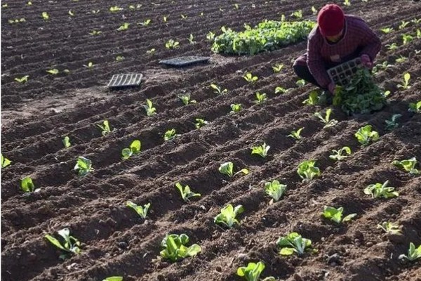 大白菜苗期的管理技术，播种后一定要保持田间湿润