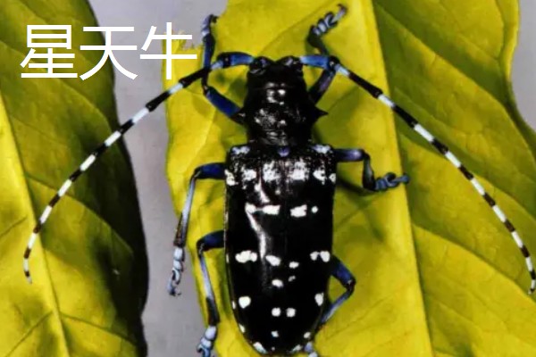 星天牛吃什么，可以喂食榆树、柳树皮等