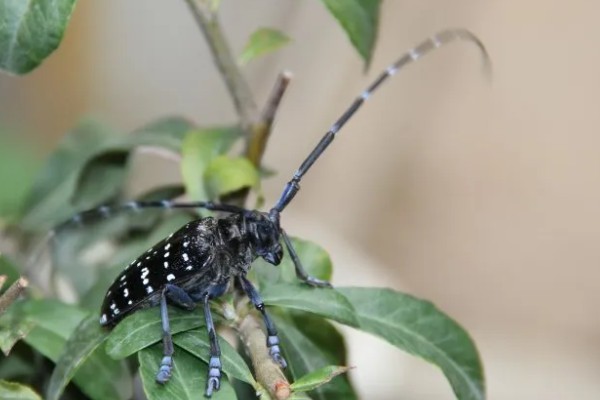 星天牛吃什么，可以喂食榆树、柳树皮等