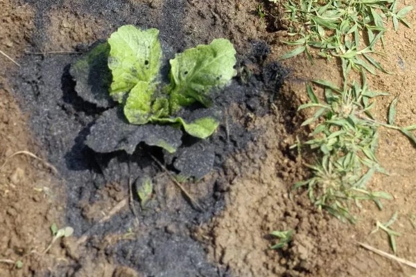 大白菜苗期的管理技术，播种后一定要保持田间湿润