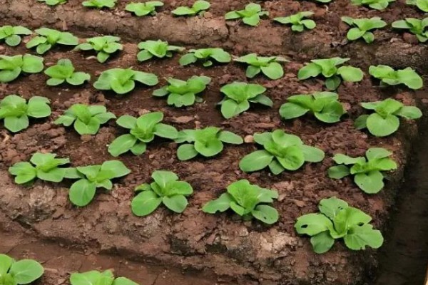 大白菜苗期的管理技术，播种后一定要保持田间湿润