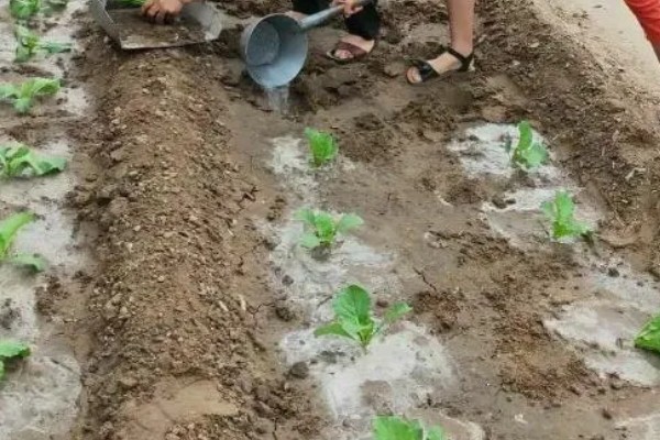 大白菜苗期的管理技术，播种后一定要保持田间湿润
