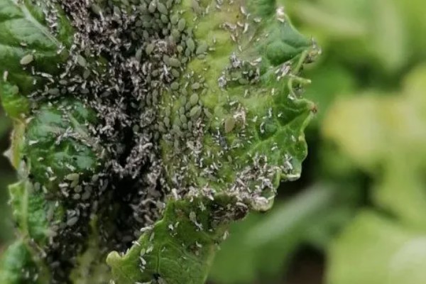 大白菜苗期的管理技术，播种后一定要保持田间湿润