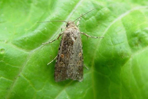 大白菜苗期的管理技术，播种后一定要保持田间湿润