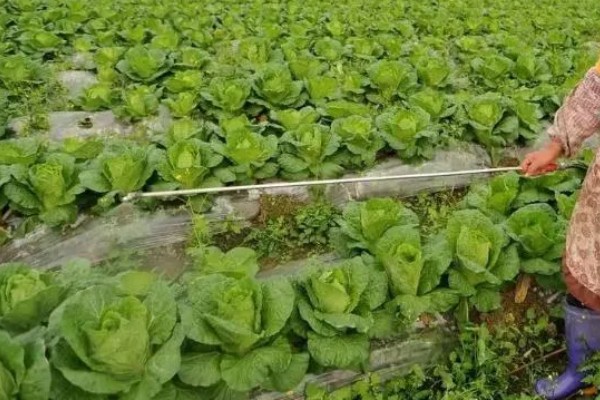 大白菜苗期的管理技术，播种后一定要保持田间湿润