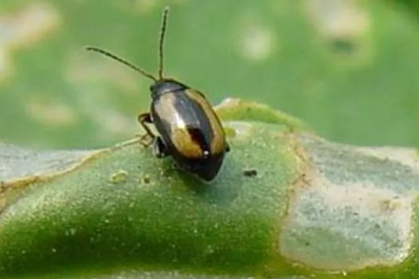 大白菜苗期的管理技术，播种后一定要保持田间湿润