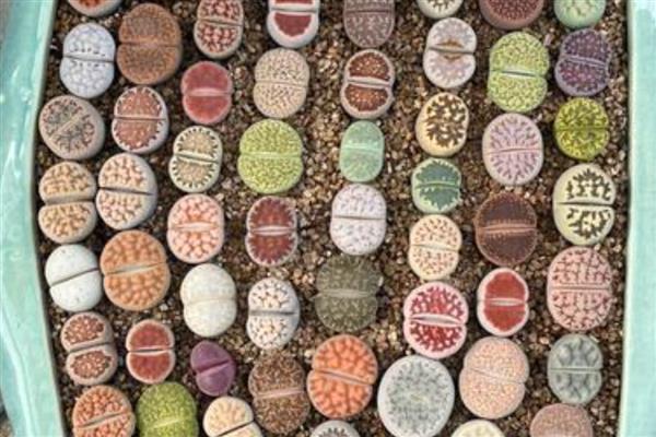 生石花夏天皱皱的原因,可能是光照过强所致