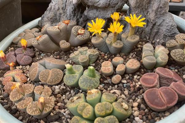 生石花夏天皱皱的原因,可能是光照过强所致